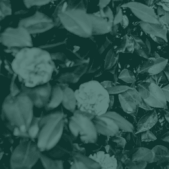 Copy of Embrace Age Prepared May Blog Post